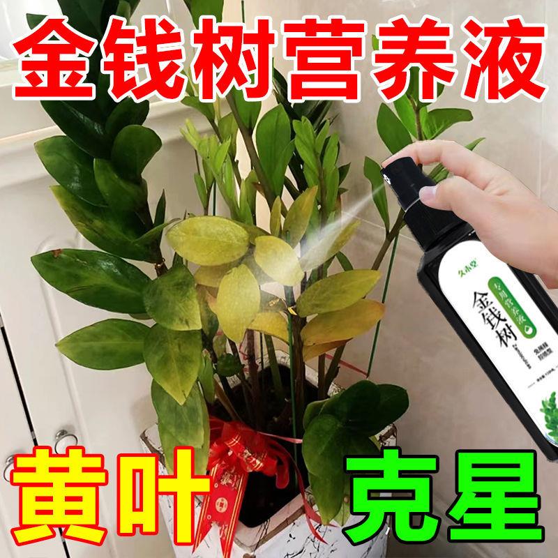 金钱树营养液专用肥黄叶烂根