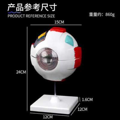 人体眼球模型 解剖6倍放大可拆卸眼科构造实验室立体医学演示教具