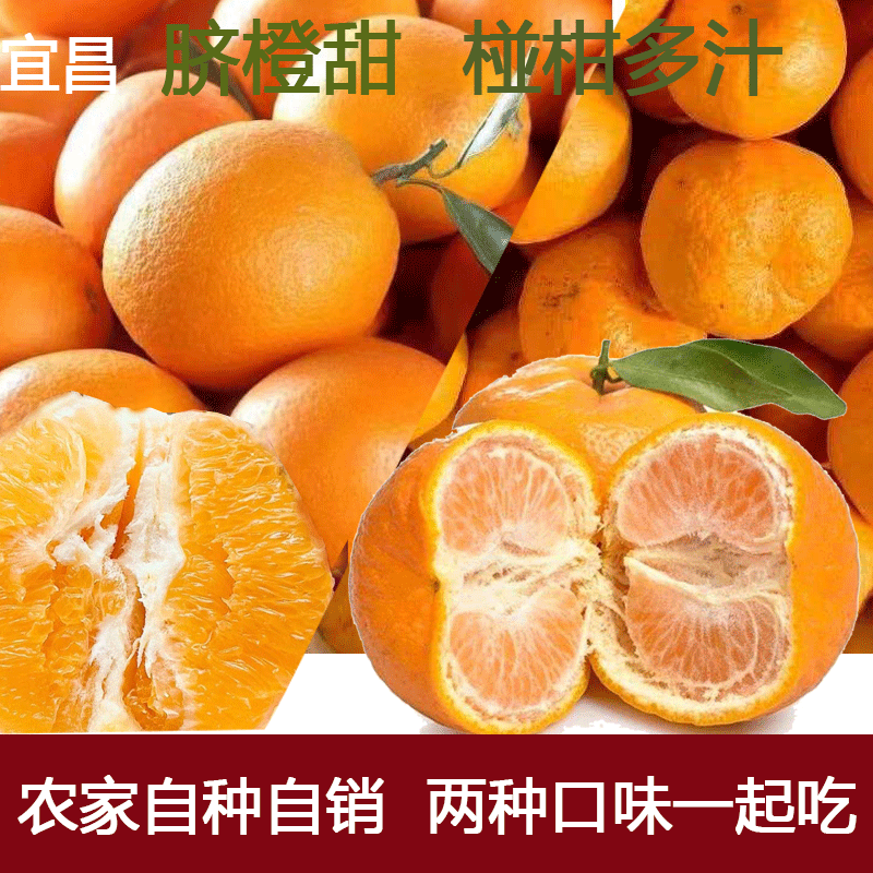 湖北宜昌橙子橙碰柑新鲜应季水果纽荷尔脐橙世纪红柑橘子东方蜜桔,水产肉类/新鲜蔬果/熟食,橙,淘宝优惠券,粉丝福利购,淘宝优惠卷