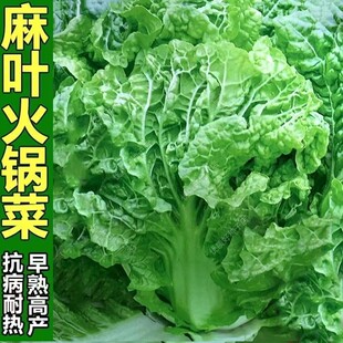 火锅白菜种子叶多无筋高产抗病秋季大田耐贮耐运麻叶大白菜蔬菜种
