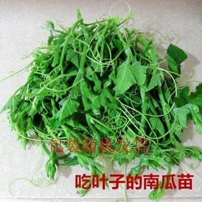 南瓜尖种春秋季高产速生