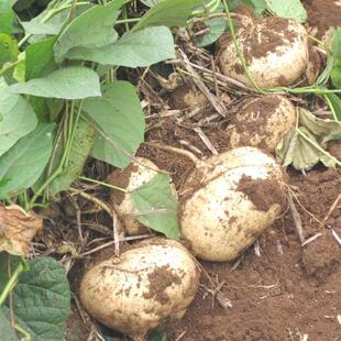 【今年新种】牧马山凉薯种子水果地瓜种籽白瓤早熟土瓜果籽沙葛