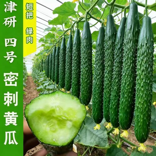 津研四号黄瓜种子绿皮绿瓤甜脆嫩绿黄瓜节节有瓜绿刺黄瓜蔬菜种子