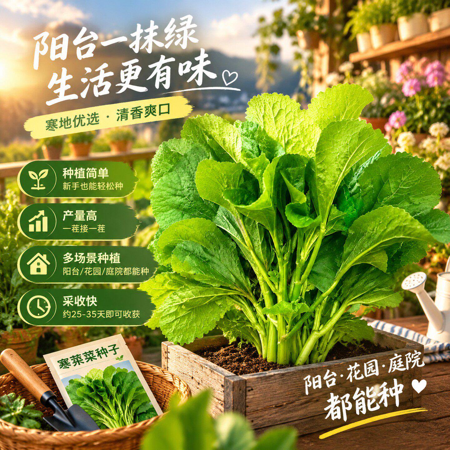 糯米冬寒菜种子四季种植冬寒菜蔬菜种子苋菜阳台菜园盆栽均可种植