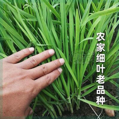 四季韭菜种子老品种小细叶韭菜籽本地紫根红根韭菜耐热寒四季播