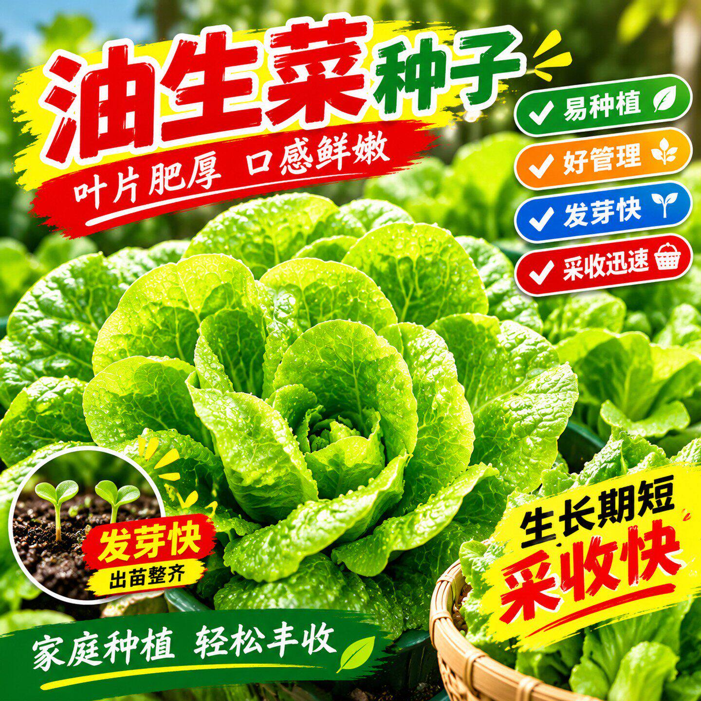 奶油生菜种子种籽四季夏天夏季适合可以种植冬季菜籽蔬菜孑籽种的