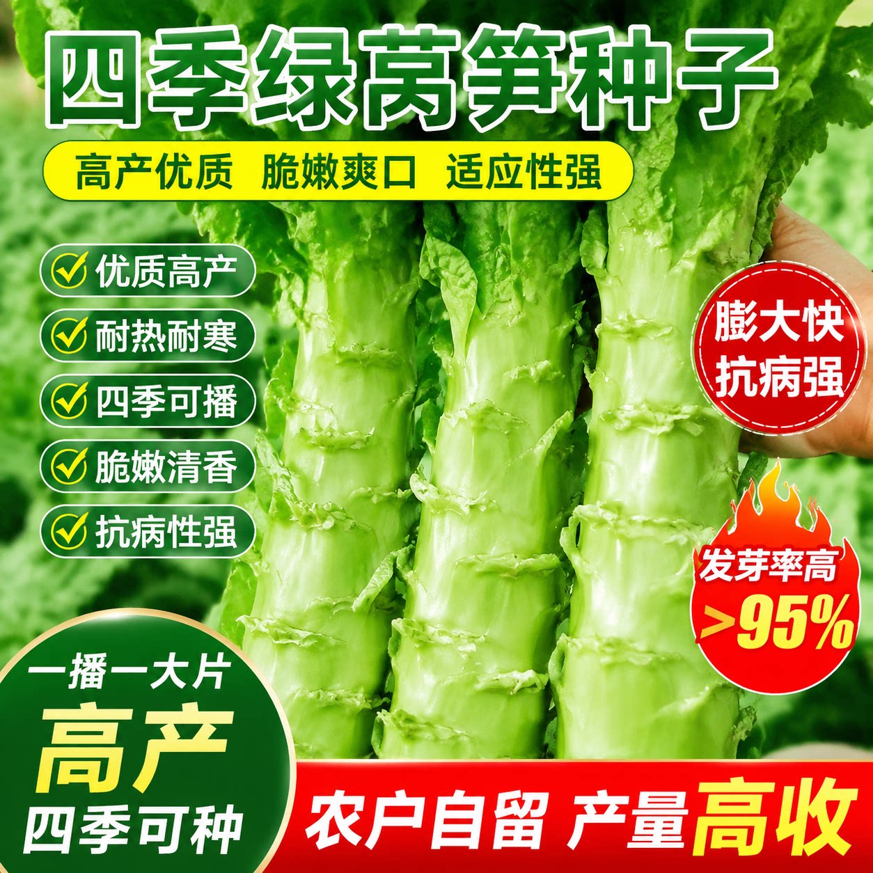 【今年新种】四季莴笋种子青皮青肉香莴笋种子高产耐热耐寒莴苣籽