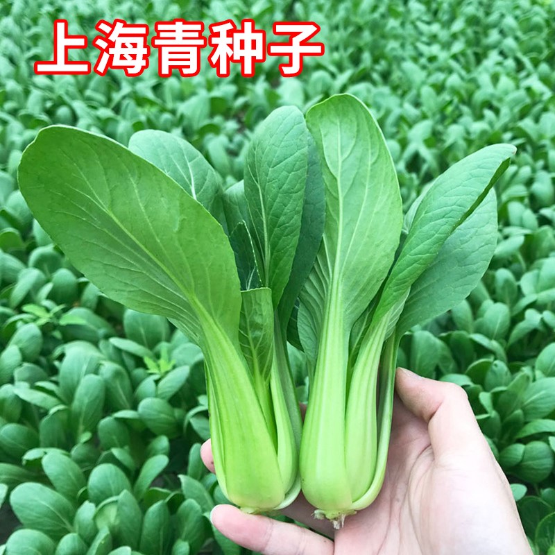 上海青种子小白菜种子矮脚小青菜籽农家蔬菜种孑油菜阳台四季播种