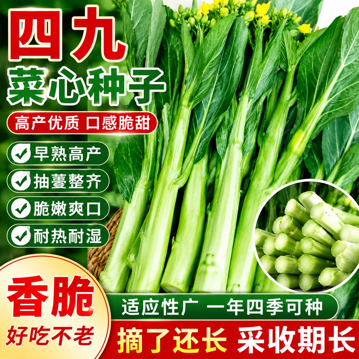 【割完又长】速生四季菜心种子广东四九菜心油青菜心耐高温蔬菜籽