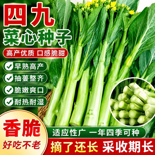 【割完又长】速生四季菜心种子广东四九菜心油青菜心耐高温蔬菜籽