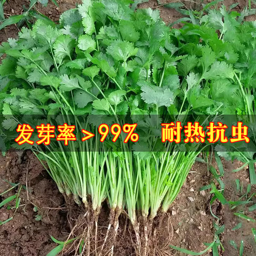 农家小叶香菜种子苗四季盆栽
