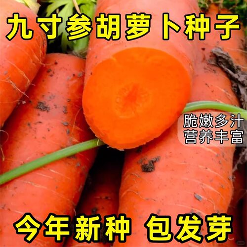 老品种三红胡萝卜种子高产九寸参四季农家自种水果萝卜蔬菜籽种子