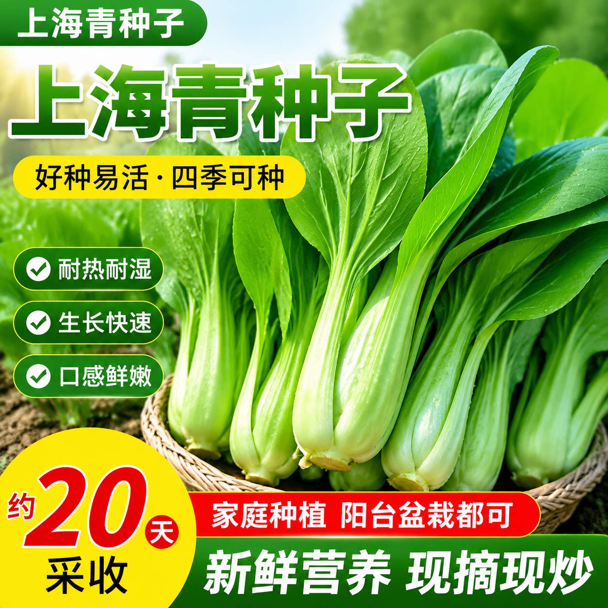 夏季抗热上海青青菜种子籽青梗菜正宗矮脚油菜耐热耐高温蔬菜种子