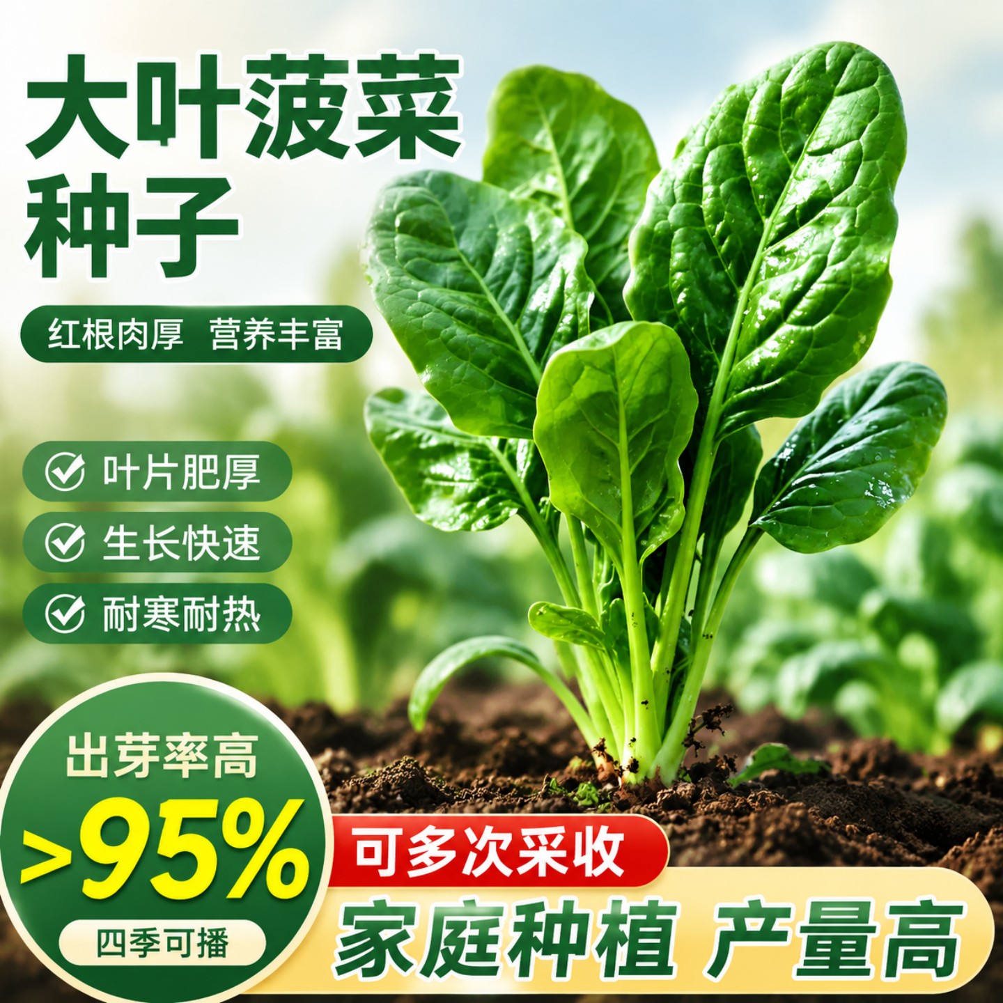 大叶菠菜种子四季易种原生态
