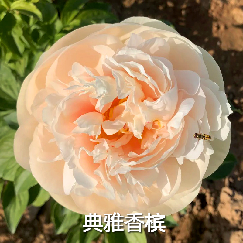 典雅香槟荷兰进口芍药花苗香槟金色观赏花稀有品种大花正品花卉