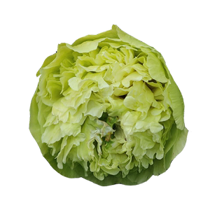 益美恩牡丹四大名品魏紫姚黄赵粉豆绿观赏花卉菏泽经典老品种庭院