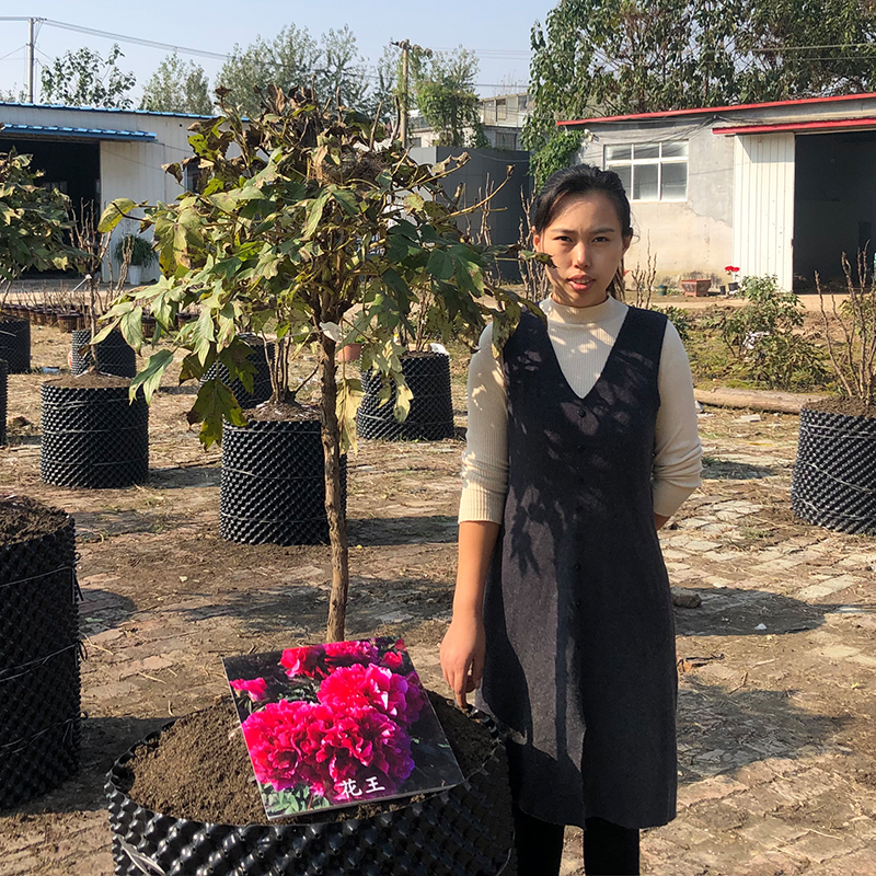 独杆花王大棵牡丹花王菏泽牡丹花苗大苗正宗观赏牡丹王花王牡丹树