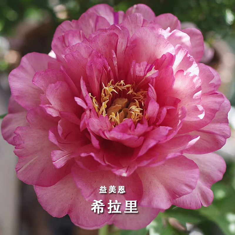 希拉里伊藤芍药花苗复古色混血美女观赏重瓣花卉花园植物绿植