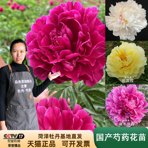 益美恩国产芍药观赏重瓣盆栽庭院