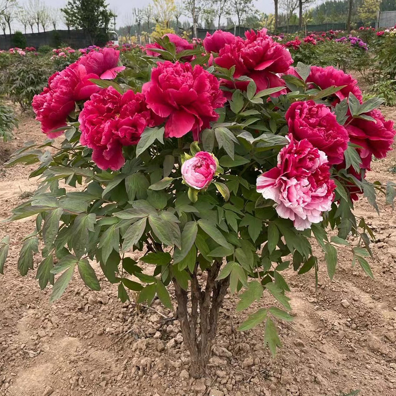 岛锦牡丹大棵丛生花苗重瓣观赏牡丹花苗菏泽发货