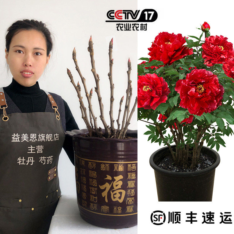 菏泽重瓣四季自然庭院牡丹花苗图片