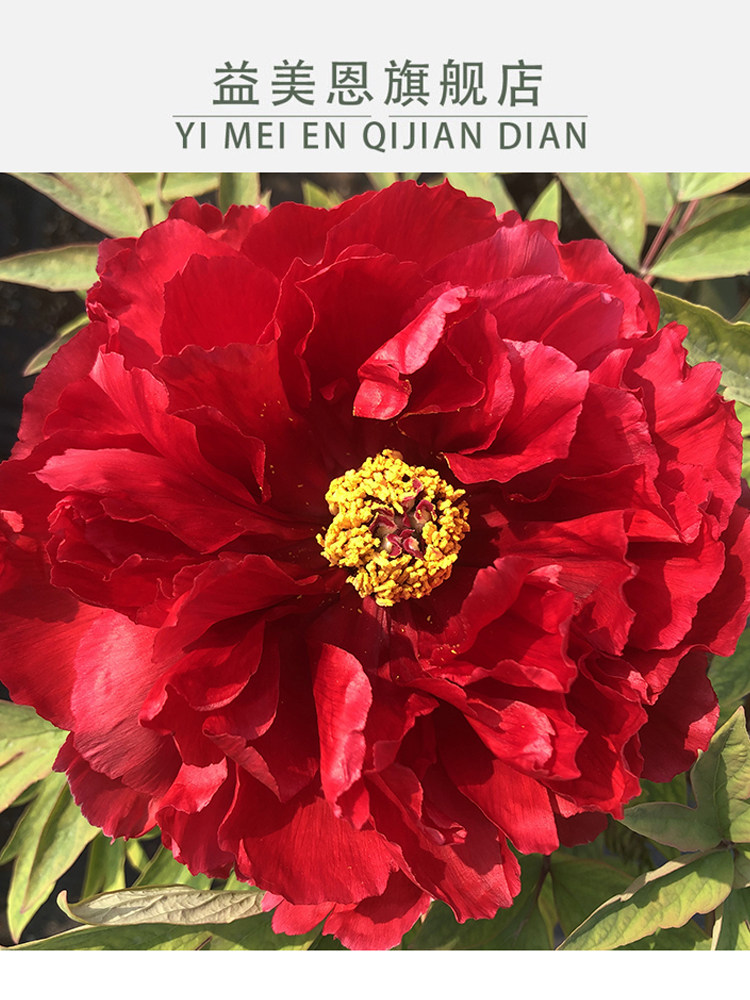益美恩菏泽观赏芳纪牡丹花苗大红色植物重瓣大花精品正宗芳纪牡丹