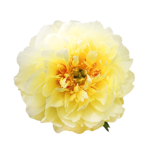 芭茨拉牡丹芍药花进口伊藤正宗重瓣观赏花卉金花姑娘菏泽牡丹花苗
