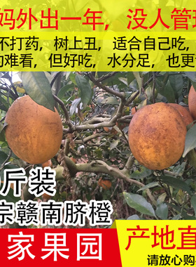 20斤新鲜赣南脐橙丑橙子江西安远信丰寻乌榨汁橙花皮果10现摘丑果