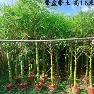 常青庭院假山地栽 盆景大竹子粗壮佛肚竹老桩盆景罗汉竹大老桩四季