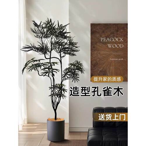 孔雀木室内大型绿植物盆栽客厅办公室摆件四季好养落地式氛围树