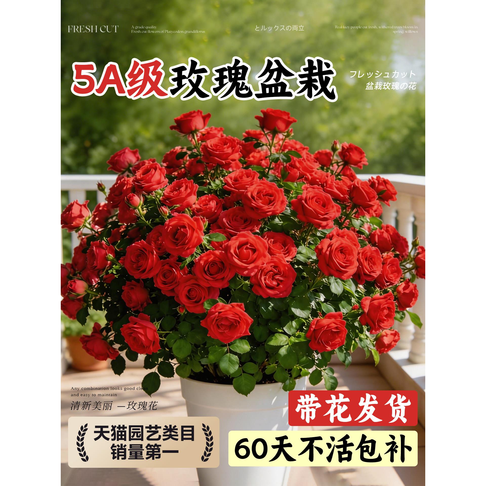 月季花苗四季开花玫瑰花苗盆栽鲜花云南基地直正宗大花玫瑰花树苗图片