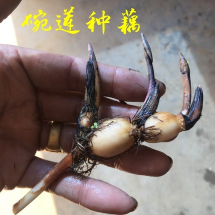 碗莲种藕根茎带芽小型荷花迷你微型莲藕鞭苗水培植物室内好养盆栽
