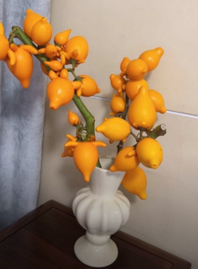 五代同堂黄金果五代果长寿果福禄果乳茄果室内插花牛头果年宵花卉