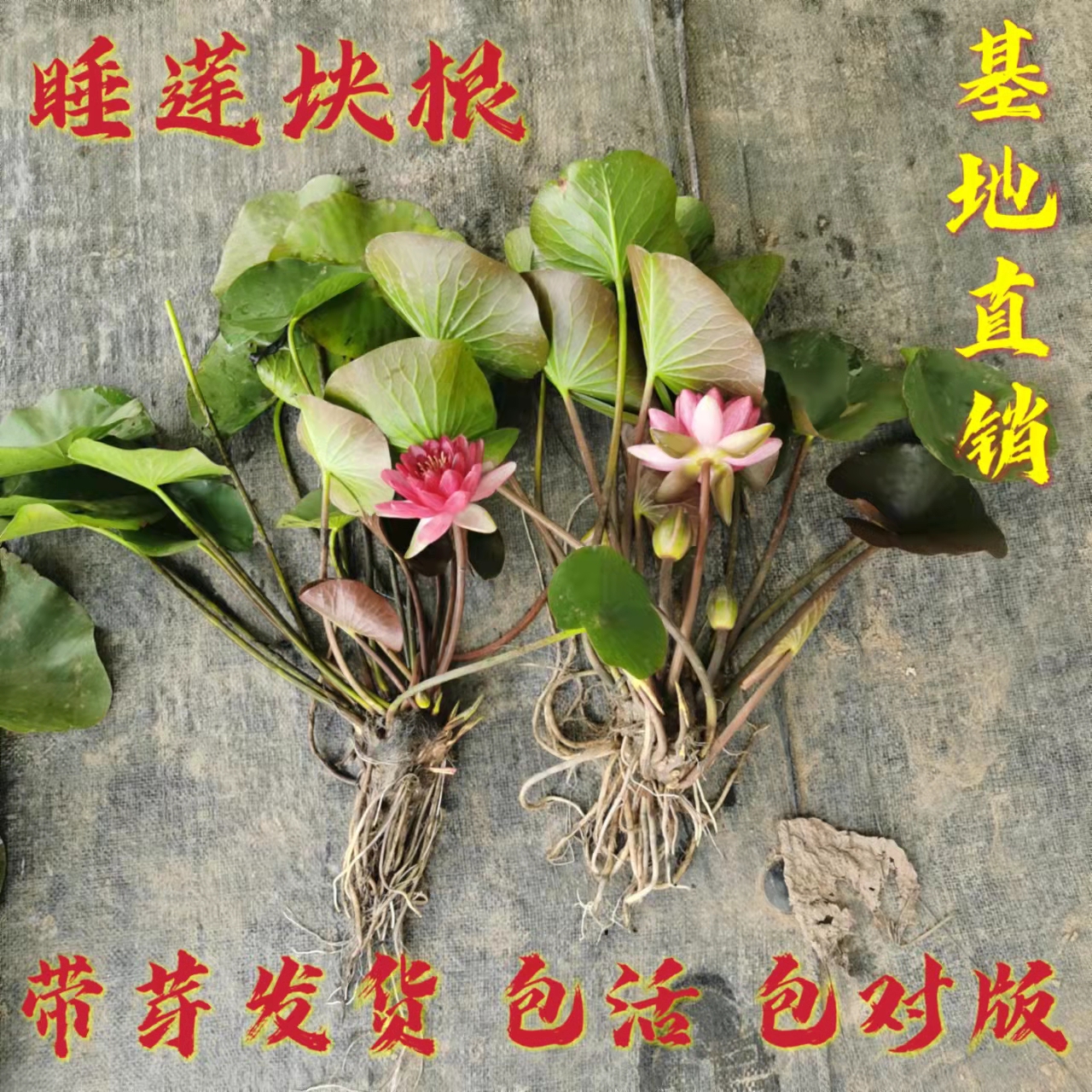 大睡莲根茎块带芽池塘睡莲荷花