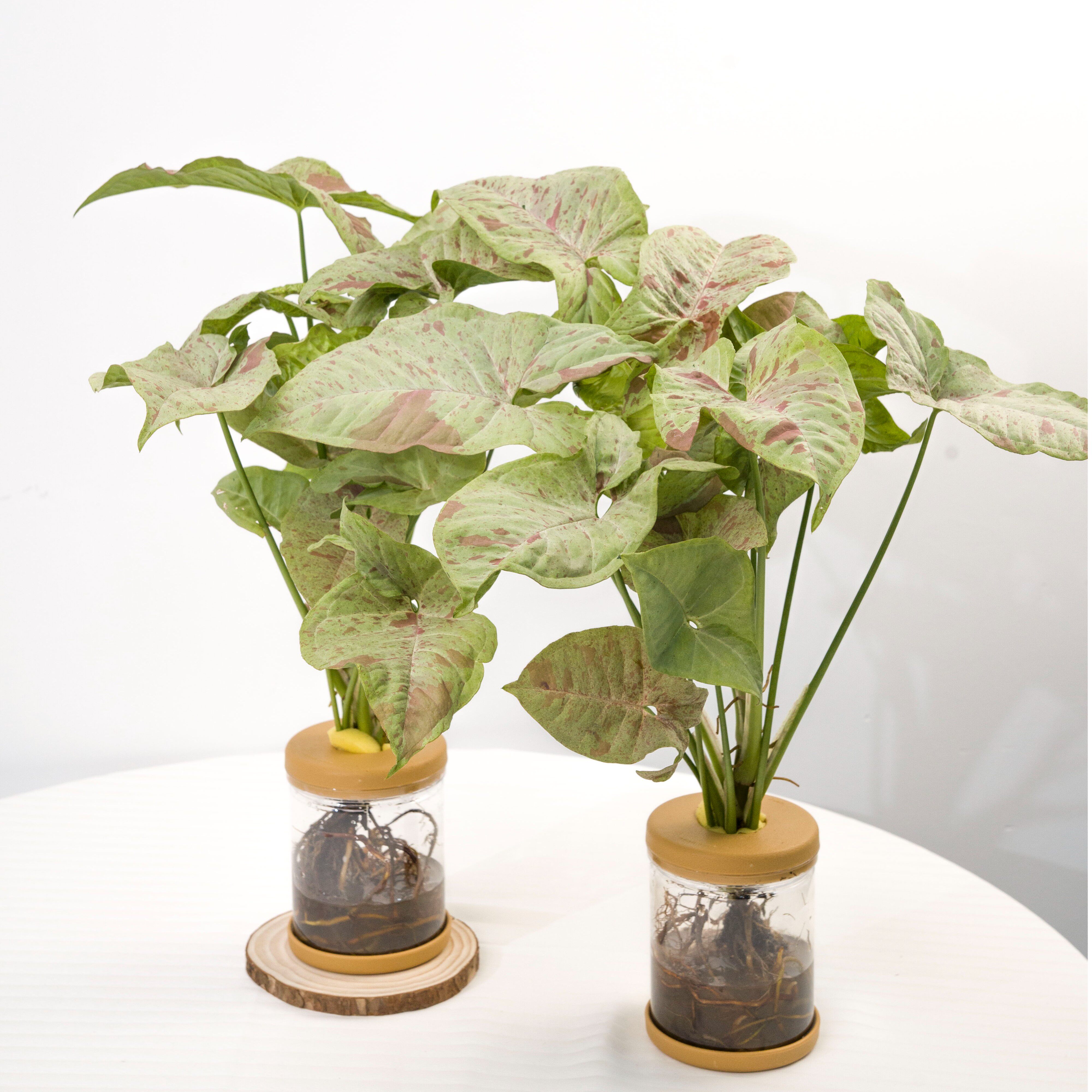 粉色恋人合果芋室内桌面小盆栽新奇绿植物彩叶芋水培佳人四季好养