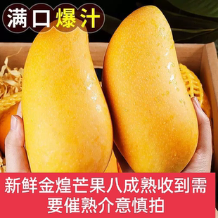 正宗海南金煌芒一级大果9斤新鲜水果整箱鲜甜多汁芒果甜心水仙芒