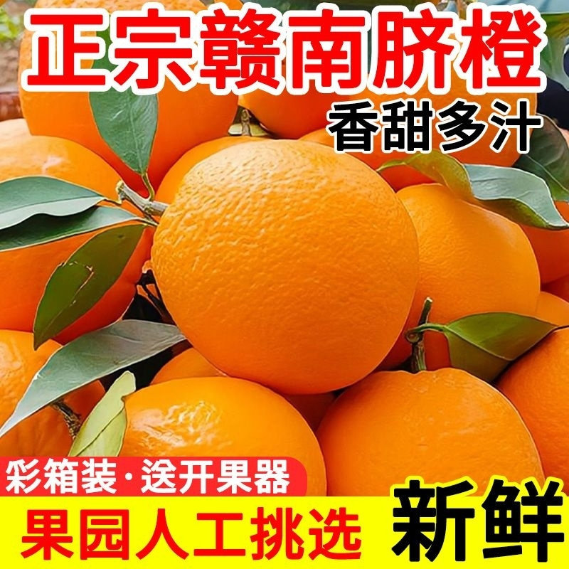 自家果园大果新鲜赣南脐橙现摘当图片