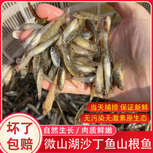 微山湖小黄鱼新鲜小石鱼山根鱼淡水沙尖鱼速冻小河鱼山坑鱼沙丁鱼