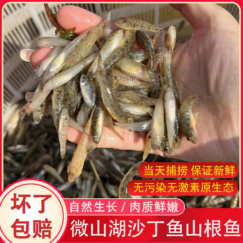 微山湖小黄鱼新鲜小石鱼山根鱼淡水沙尖鱼速冻小河鱼山坑鱼沙丁鱼