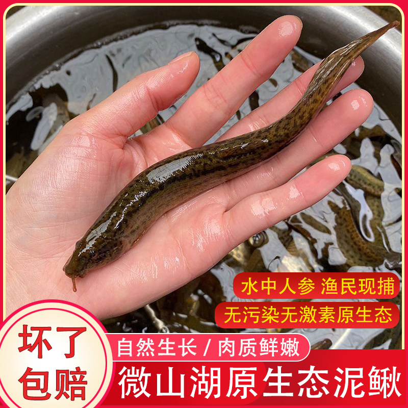 【原生态泥鳅】新鲜现捕微山湖