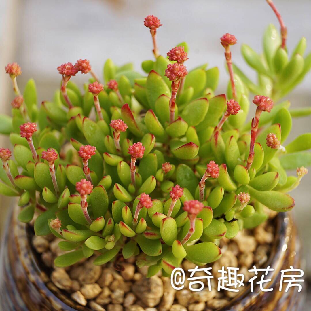 多肉植物梦椿价格 多肉植物梦椿图片 星期三