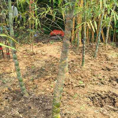 龟甲竹苗人面竹龙鳞竹佛面竹庭院别墅大型观赏竹子苗地栽盆栽z.