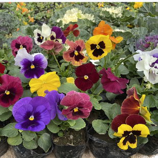 冬季耐寒草花猫脸花三色堇花苗盆栽地栽绿化大花多色苗蝴蝶花