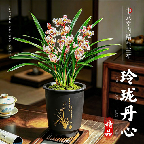 四季建兰花苗玲珑丹心带花苞盆栽