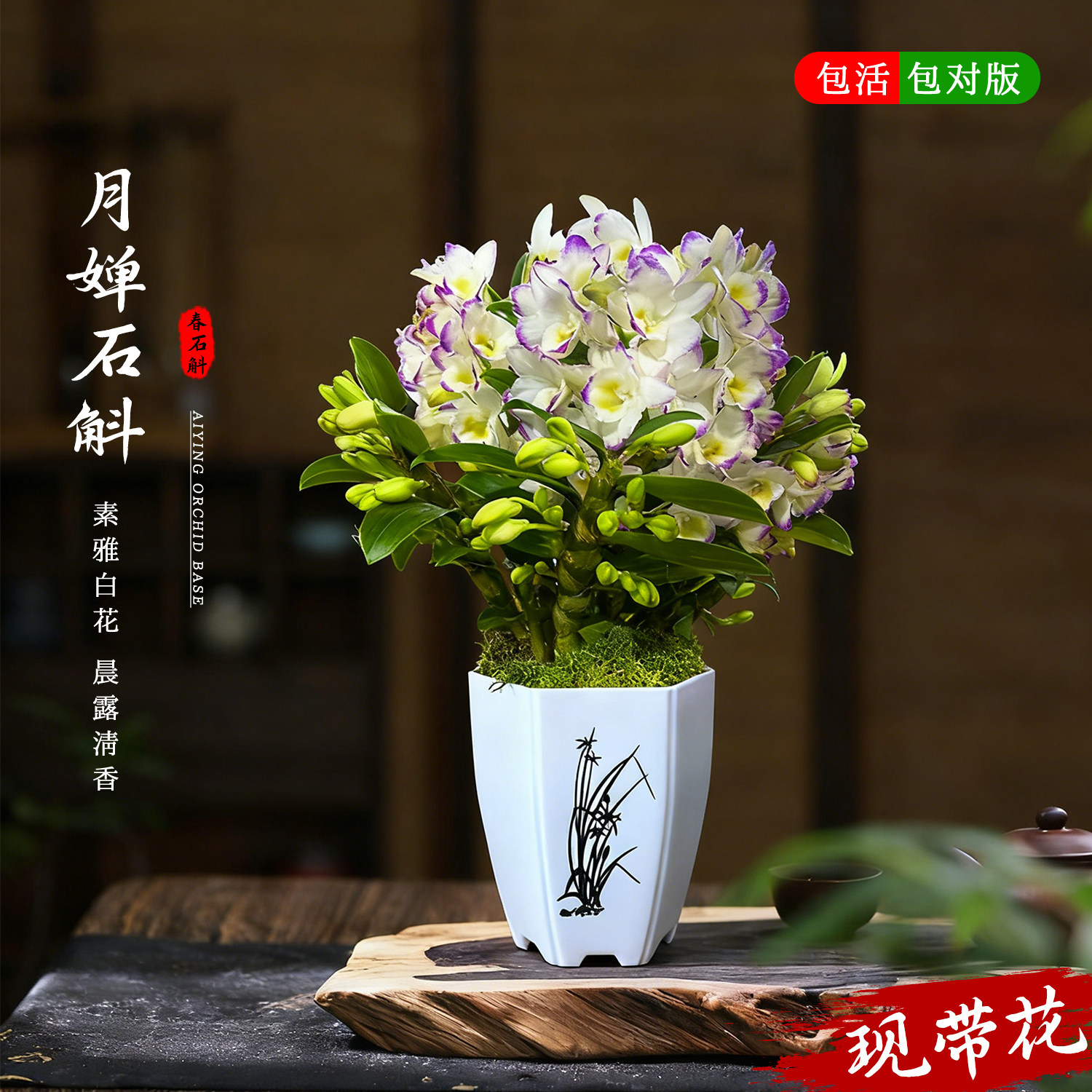 香水春石斛金钗月婵甜心带花苞盆栽四季开名贵兰花苗室内花卉绿植,鲜花速递/花卉仿真/绿植园艺,国兰/杂交兰/洋兰类,淘宝优惠券,粉丝福利购,淘宝优惠卷