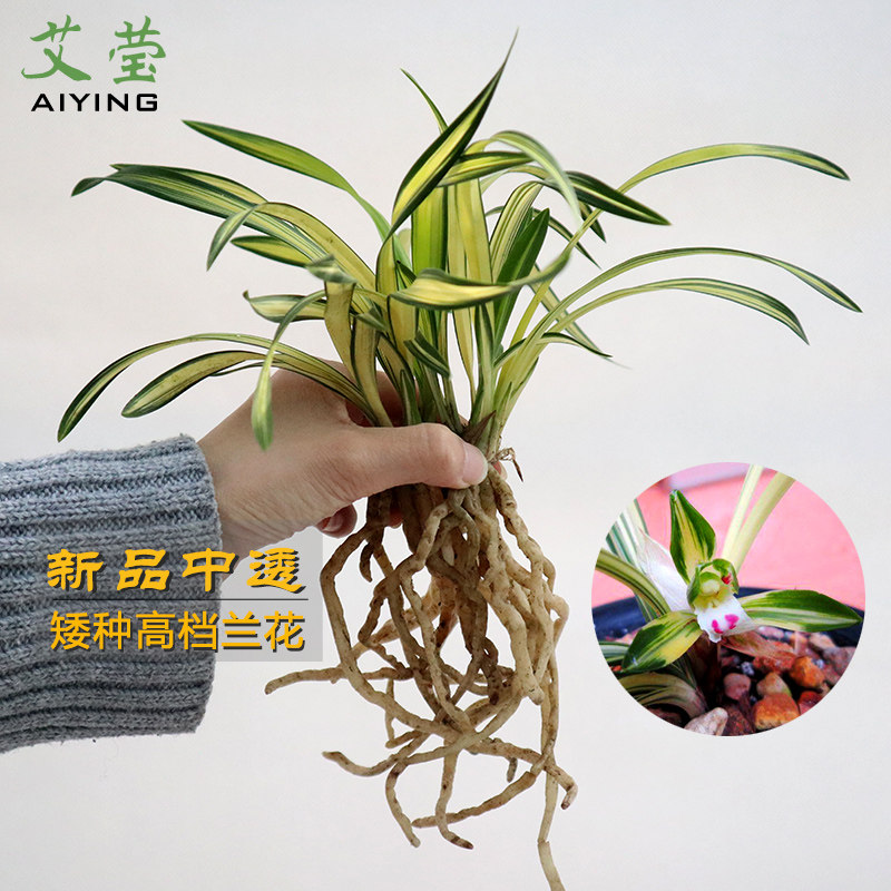 艾莹兰花苗新品中透矮种春兰线艺兰花室内阳台办公桌花卉绿植盆栽