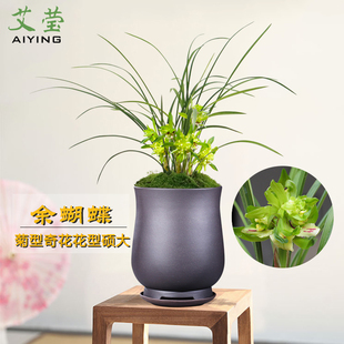 花卉草 现带花苞出售好养新手推荐 艾莹兰花苗 春兰奇花精品余蝴蝶