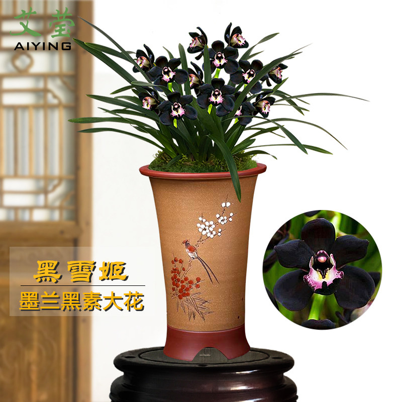 艾莹兰花苗 黑雪姬 矮种墨兰浓香冬带花苞出售室内外好养花卉盆栽
