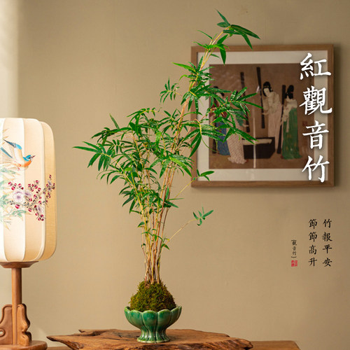 米竹红竹红观音竹送盆水培包活