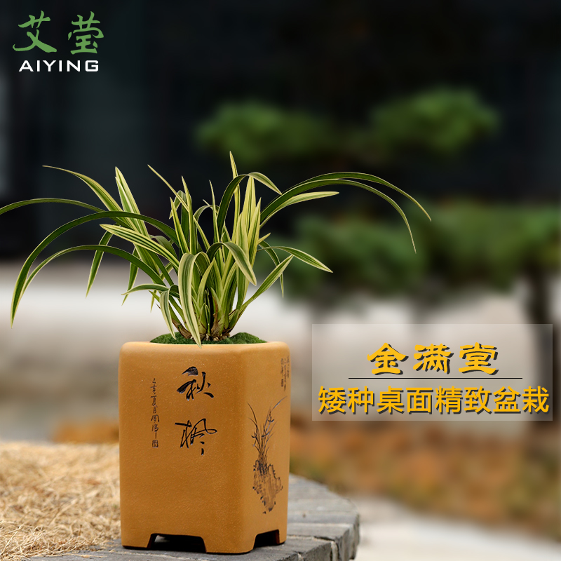 艾莹兰花苗 建兰迷你盆景金满堂 叶带金边艺好养精致桌面花卉盆栽